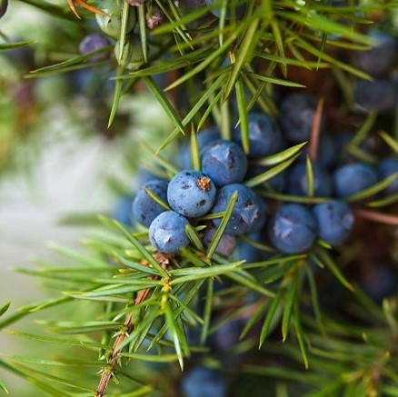 Juniper Berries